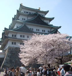 名古屋城をバックに咲く桜