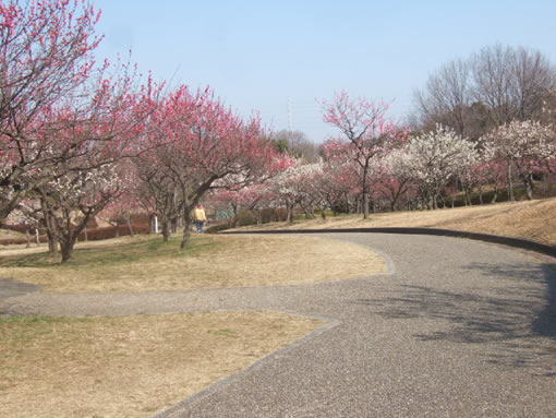 大高緑地公園の梅